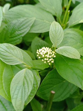 Cornus stolonifera 'Flaviramea' Svída výběžkatá 'Flaviramea' Nelen pro zelen listy a poupě