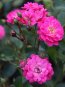 Rosa 'Růžová' Růže Růžová Nelen pro zelen květy