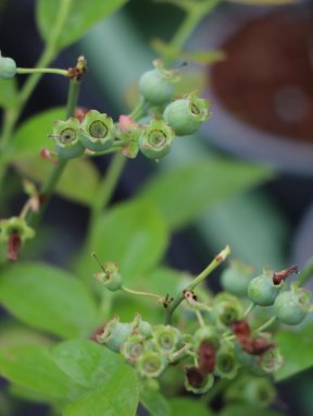 Vaccinium corymbosum 'Bluegold' Kanadská borůvka 'Bluegold' Nelen pro zelen nezralé plody