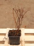 Spiraea x van houttei Tavolník van Houtteův Nelen pro zelen h9x9