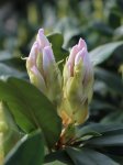 Rododendron 'Madame Masson'