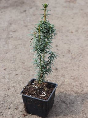 Tis červený 'David' Nelen pro zelen Taxus baccata 'David' rostlina