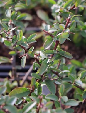 Pyracantha coccinea 'Saphyr® Orange´ Hlohyně šarlatová 'Saphyr ® Orange' Nelen pro zelen listy