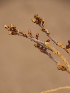 Rhamnus pumila Řešetlák nízký Nelen pro zelen detail pupenů