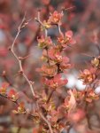 Berberis thunbergii 'Ruby Star´® Dřišťál Thunbergův 'Ruby Star' ® Nelen pro zelen rašící rostlina