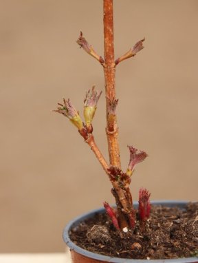 Viburnum sargentii 'Onondaga' Kalina sargentova 'Onondaga' Nelen pro zelen detail rašení