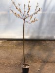 Salix chaenomeloides ´Mt. Aso´ Vrba štíhlopestíkatá 'Mt. Aso' Nelen pro zelen kont 2L