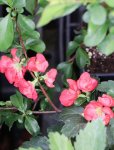 Chaenomeles x superba 'Texas Scarlet' Kdoulovec nádherný 'Texas Scarlet' Nelen pro zelen květy