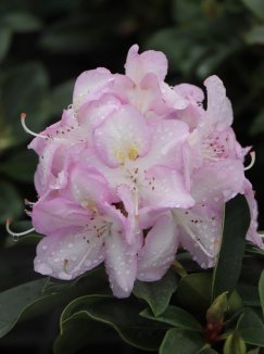 Rhododendron ´Gomer Waterer´ Rododendron 'Gomer Waterer' Nelen pro zelen květ Rhododendron ´Gomer Waterer´ Rododendron 'Gomer Waterer' Nelen pro zelen květ
