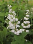 Deutzia 'Pink Pom Pom' Trojpuk 'Pink Pom Pom' Nelen pro zelen soubor květů