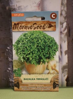 Bazalka pravá trpasličí Nelen pro zelen semena