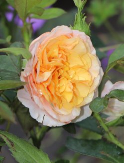 Rosa 'Polyanta oranžová' Růže 'Polyanta oranžová' Nelen pro zelen květ plný rozkvět