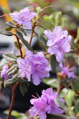 Rododendron 'Ramapo' Nelen pro zelen Rhododendron 'Ramapo' květ