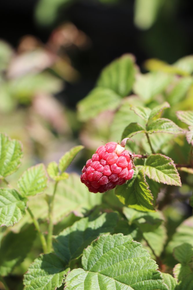 Malino-ostružiník 'Tayberry Buckingham' :: Neleňprozeleň.cz