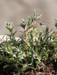 Phlox subulata 'Candy Stripes' Plamenka 'Candy Stripes' Nelen pro zelen detail