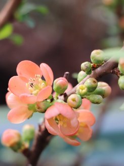 Kdoulovec japonský Nelen pro zelen Chaenomeles japonica květ
