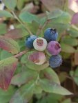 Vaccinium corymbosum 'Pioneer' Kanadská borůvka 'Pioneer' Nelen pro zelen plody