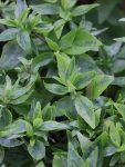 Abelia grandiflora ´Kaleidoscope´® Abélie velkokvětá 'Kaledoscope' Nelen pro zelen detail listů