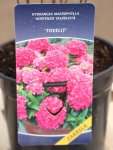 Hydrangea macrophylla ´Tovelit´ Hortenzie velkolistá 'Tovelit' Nelen pro zelen etiketa