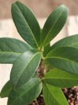 Prunus laurocerasus 'Mount Vernon´ Bobkovišeň lékařská 'Mount Vernon' Nelen pro zelen list