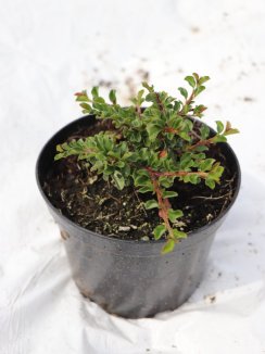 Cotoneaster horizontalis zakrslý Skalník vodorovný zakrslý Nelen pro zelen ko1L