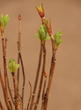 Hydrangea macrophylla ´Tovelit´ Hortenzie velkolistá 'Tovelit' Nelen pro zelen detail při rašení