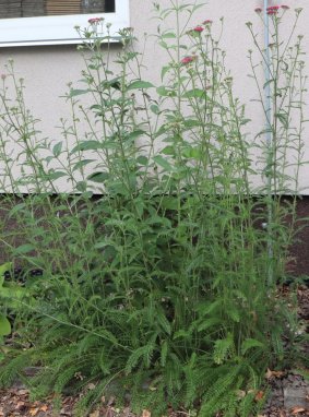 Achillea millefolium 'Cassic' Řebříček obecný 'Cassic' Nelen pro zelen rostlina