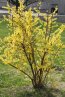 Zlatice prostřední 'Maluch' Nelen pro zelen Forsythia x intermedia 'Maluch' kvetoucí keř