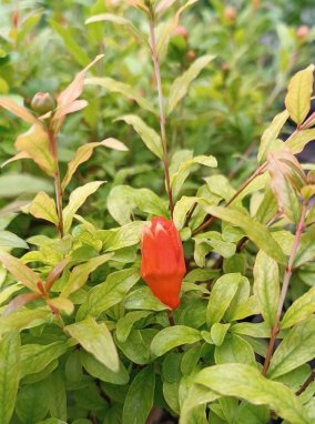 Punica granatum ´Chico´ Marhaník granátový 'Chico' Nelen pro zelen poupě