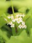 Callicarpa bodinieri 'Mag® Snowstar' Krásnoplodka Bodinierova 'Mag® Snowstar' Nelen pro zelen detail květy