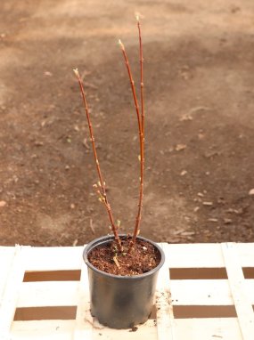 Viburnum bodnantense 'Dawn' Kalina bodnantská 'Dawn' Nelen pro zelen předjaří