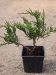 Jalovec chvojka Nelen pro zelen Juniperus sabina jehličí