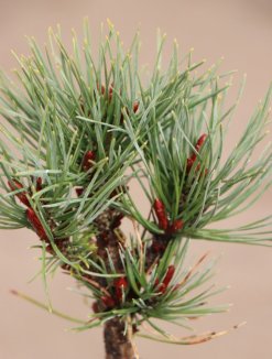 Pinus sylvestris 'Watereri' Borovice lesní 'Watereri' Nelen pro zelen detail Pinus sylvestris 'Watereri' Borovice lesní 'Watereri' Nelen pro zelen detail