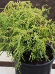 Chamaecyparis pisifera 'Sungold´ Cypřišek hrachonosný 'Sungold' Nelen pro zelen kont 2L