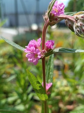 Lythrum salicaria JS® 'Pink Tails' Kyprej vrbice JS ® 'Pink Tails' Nelen pro zelen květ
