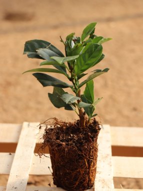 Prunus laurocerasus 'Etna´ Bobkovišeň lékařská 'Etna' sazenice QP