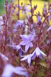 Zvonek Poscharkův Nelen pro zelen Campanula poscharskyana květy