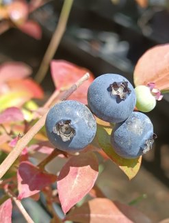 Vaccinium corymbosum 'Pioneer' Kanadská borůvka 'Pioneer' Nelen pro zelen plody