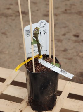 Vitis vinifera 'Irsai Oliver' Vinná réva 'Irsai Oliver' Nelen pro zelen sazenice kontej 2L