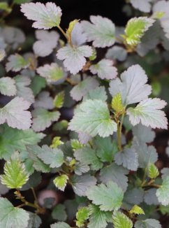 Physocarpus opulifolius 'Little Joker´ Tavola kalinolistá 'Little Joker' Nelen pro zelen listy Physocarpus opulifolius 'Little Joker´ Tavola kalinolistá 'Little Joker' Nelen pro zelen listy