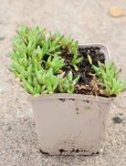 Delosperma nubigenum 'Lesotho' Kosmatec 'Lesotho' Nelen pro zelen sazenice h9x9