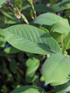 Magnolie Nelen pro zelen Magnolia rostlina list