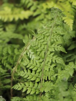 Kapradina štětinonosná Nelen pro zelen Polystichum setiferum list