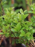 Rhamnus pumila Řešetlák nízký Nelen pro zelen listy