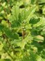 Ribes alpinum Meruzka alpská Nelen pro zelen detail listu