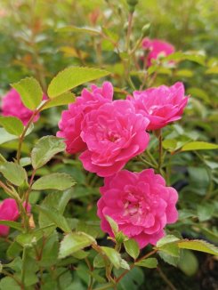 Rosa 'Lovely Fairy' Růže půdopokryvná 'Lovely Fairy' Nelen pro zelen skupina květů Rosa 'Lovely Fairy' Růže půdopokryvná 'Lovely Fairy' Nelen pro zelen skupina květů