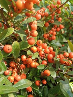 Pyracantha 'Orange Glow' Hlohyně 'Orange Glow' Nelen pro zelen plody Pyracantha 'Orange Glow' Hlohyně 'Orange Glow' Nelen pro zelen plody