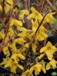 Forsythia intermedia 'Minigold' Zlatice prostřední 'Minigold' Nelen pro zelen květy