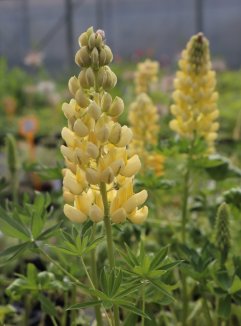 Lupinus polyphyllus 'Lupini Yellow' Lupina mnoholistá 'Lupini Yellow' Nelen pro zelen květy Lupinus polyphyllus 'Lupini Yellow' Lupina mnoholistá 'Lupini Yellow' Nelen pro zelen květy