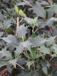 Osmathus heterophyllus ´Pupureus´ Vonokvětka různolistá 'Purpureus' Nelen pro zelen listy